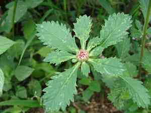 Larkdaisy(Centratherum punctatum)