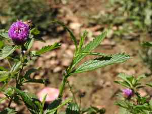Larkdaisy(Centratherum punctatum)