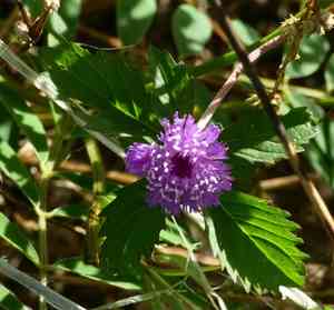 Larkdaisy(Centratherum punctatum)