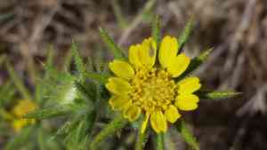 Fitch's tarweed(Centromadia fitchii)