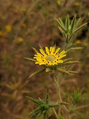 Fitch's tarweed(Centromadia fitchii)