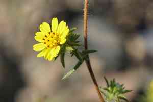 Fitch's tarweed(Centromadia fitchii)