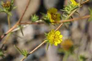 Fitch's tarweed(Centromadia fitchii)