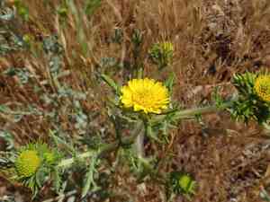 Common tarweed(Centromadia pungens)