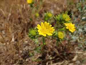 Common tarweed(Centromadia pungens)