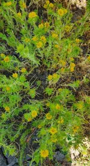Common tarweed(Centromadia pungens)