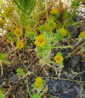Common tarweed(Centromadia pungens)