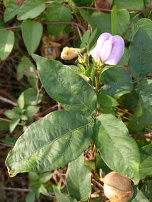 Centro(Centrosema pubescens)