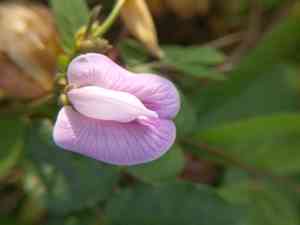 Centro(Centrosema pubescens)