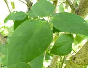 Centro(Centrosema pubescens)