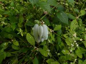 Centro(Centrosema pubescens)