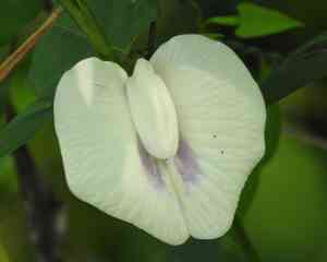 Arrowleaf butterfly pea(Centrosema sagittatum)