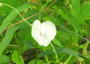 Arrowleaf butterfly pea(Centrosema sagittatum)