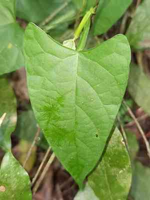 Arrowleaf butterfly pea(Centrosema sagittatum)