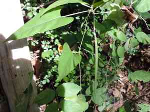 Arrowleaf butterfly pea(Centrosema sagittatum)