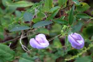 Spurred butterfly pea(Centrosema virginianum)