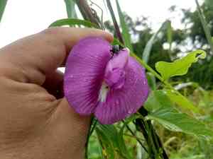 Spurred butterfly pea(Centrosema virginianum)