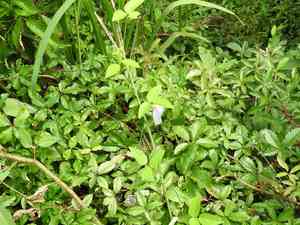 Spurred butterfly pea(Centrosema virginianum)