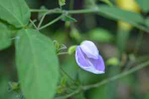 Spurred butterfly pea(Centrosema virginianum)