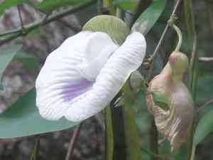 butterfly peas (Centrosema)(Centrosema)
