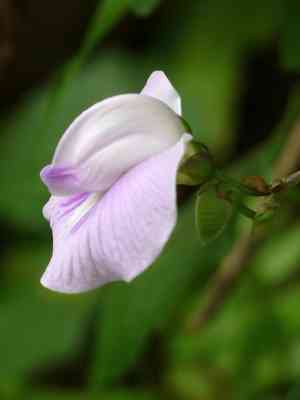butterfly peas (Centrosema)(Centrosema)