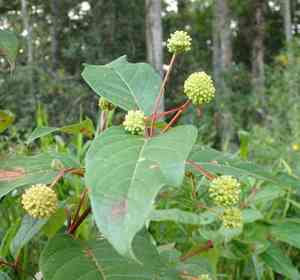 Common buttonbush(Cephalanthus occidentalis)