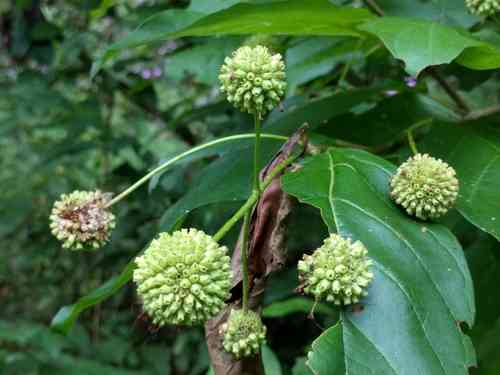 Common buttonbush(Cephalanthus occidentalis)