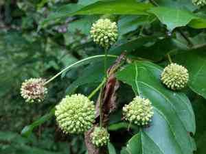 Common buttonbush(Cephalanthus occidentalis)