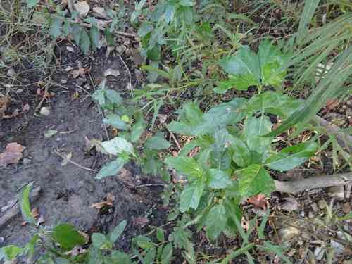 Common buttonbush(Cephalanthus occidentalis)