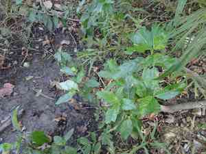 Common buttonbush(Cephalanthus occidentalis)