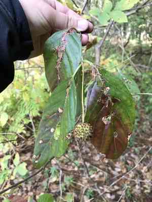 Common buttonbush(Cephalanthus occidentalis)