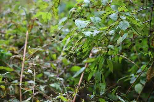 Common buttonbush(Cephalanthus occidentalis)