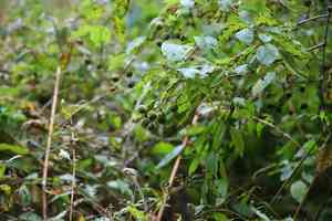 Common buttonbush(Cephalanthus occidentalis)