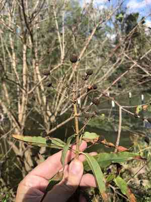 Mexican buttonbush(Cephalanthus salicifolius)
