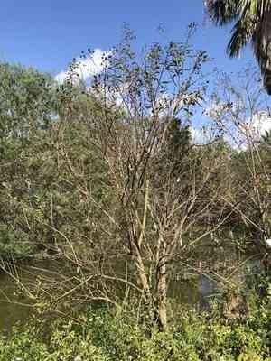 Mexican buttonbush(Cephalanthus salicifolius)