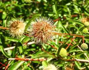 Mexican buttonbush(Cephalanthus salicifolius)