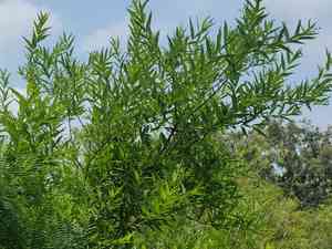 Mexican buttonbush(Cephalanthus salicifolius)
