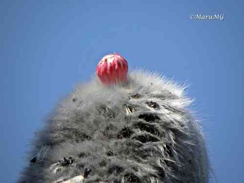 Old man cactus(Cephalocereus senilis)