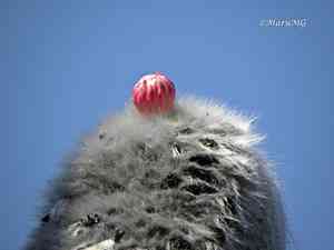 Old man cactus(Cephalocereus senilis)