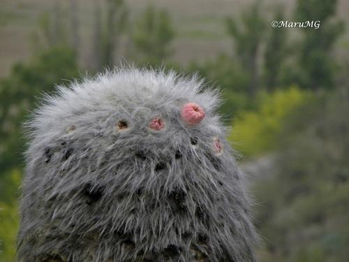 Old man cactus
