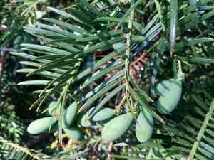 Chinese plum-yew(Cephalotaxus fortunei)