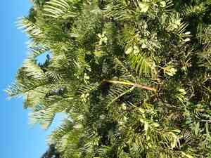 Chinese plum-yew(Cephalotaxus fortunei)