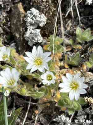 Alpine mouse-ear(Cerastium alpinum)