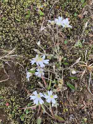 Alpine mouse-ear(Cerastium alpinum)