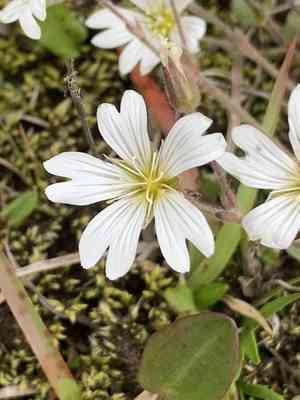 Alpine mouse-ear(Cerastium alpinum)
