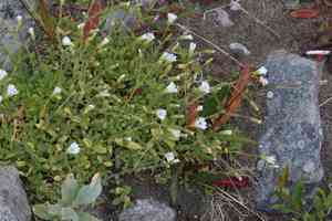 Alpine mouse-ear(Cerastium alpinum)