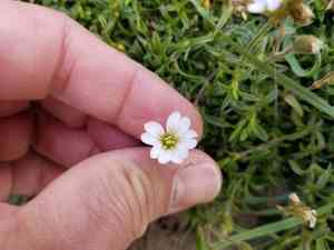 Field chickweed(Cerastium arvense)