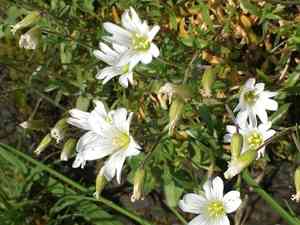 Field chickweed(Cerastium arvense)