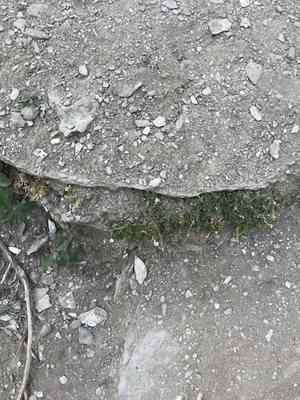 Field chickweed(Cerastium arvense)