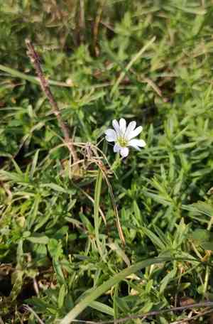 Field chickweed(Cerastium arvense)